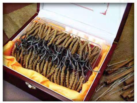 康定冬虫夏草回收